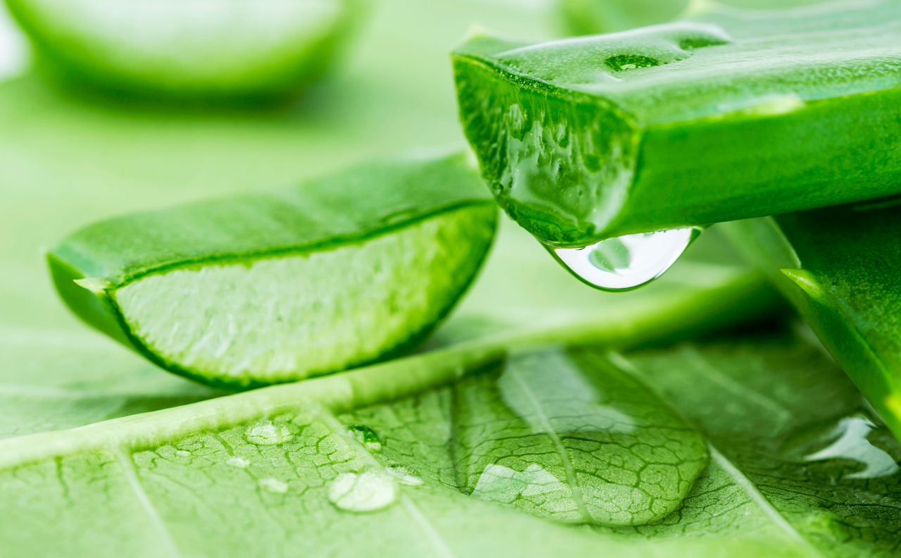 5 usos del aloe vera que debes conocer