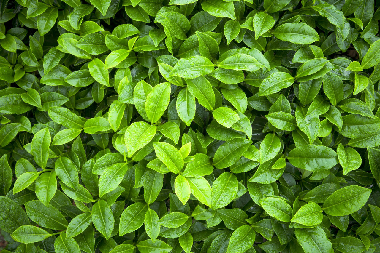 tea leaves as background